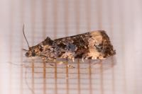 Endothenia gr. gentianaeana
