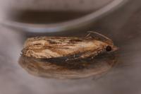 Eucosma gr. cana