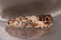 Pammene fasciana