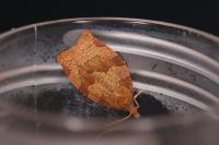Pandemis heparana
