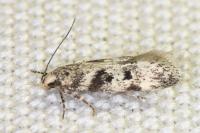 Chionodes electella