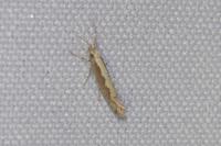 Plutella xylostella
