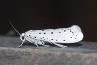 Yponomeuta