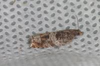 Ancylis achatana