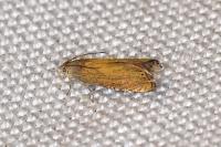 Dichrorampha vancouverana