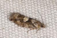 Zeiraphera isertana