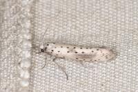 Yponomeuta irrorella