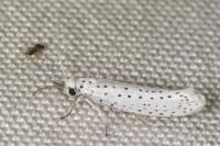 Yponomeuta evonymella