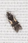 Teleiodes luculella