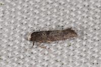 Swammerdamia pyrella