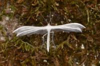 Pterophorus pentadactylus