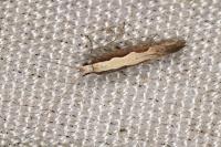 Plutella xylostella