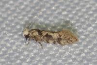 Infurcitinea
