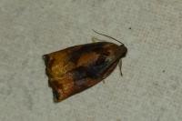 Archips podana