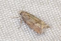 Pelochrista caecimaculana