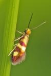 Micropterix aglaella