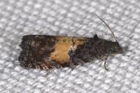 Endothenia nigricostana