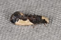 Monopis monachella