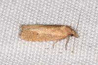 Phtheochroa inopiana