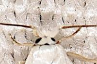 Opostega salaciella