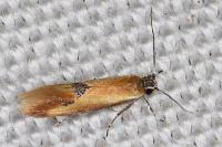 Batia lunaris