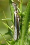 Pleurota aristella