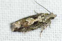 Zeiraphera isertana
