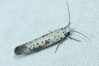 Yponomeuta irrorella