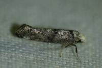 Paraswammerdamia nebulella