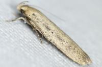 Platyedra subcinerea