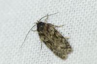 Gelechia muscosella