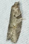 Eana incanana