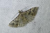 Alucita hexadactyla