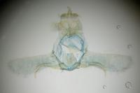 Eana incanana