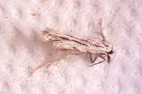 Anarsia innoxiella
