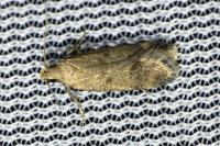 Pexicopia malvella