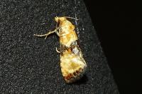 Eupoecilia angustana