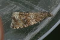 Celypha lacunana