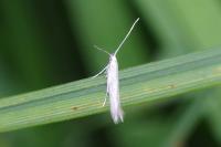 Coleophora