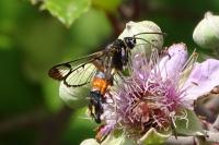Synanthedon formicaeformis