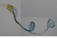 Coleophora therinella