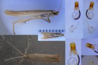 Coleophora versurella