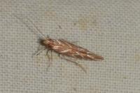Pyroderces argyrogrammos