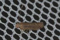 Scrobipalpa