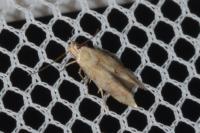 Mompha epilobiella