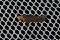 Cephimallota crassiflavella