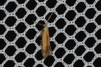 Coptotriche marginea