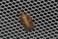 Acleris hastiana