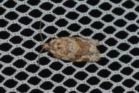 Argyrotaenia ljungiana