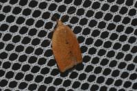 Clepsis consimilana
